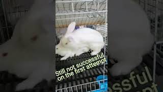 How Rabbits MatingBreeding successfully [upl. by Lias142]