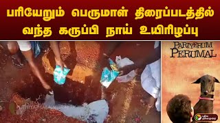 பரியேறும் பெருமாள் திரைப்படத்தில் வந்த கருப்பி நாய் உயிரிழப்பு  PTT [upl. by Almire]