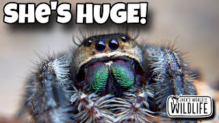 MEET The LARGEST Jumping SPIDER In The US [upl. by Cornelie]