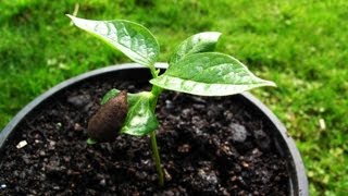 How to grow Persimmons from seed [upl. by Rinum]