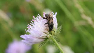 Schüler „begreifen“ Insekten und Pflanzenvielfalt  Quarry Life Award [upl. by Namref]