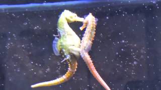 Seahorses Mating Transferring Eggs [upl. by Ykcir]