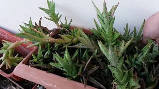 Replanting my Aloe juvenna [upl. by Gunar879]