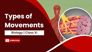 Types of Movements  Locomotion and Movement  Biology  Class 11 [upl. by Akcire975]