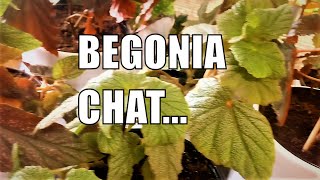 BEGINNERS GUIDE TO BEGONIAS 2021 How to care begonias 2021 [upl. by Auqined]