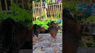 buik simple cantik ayamkampung lombok chicken video viralvideo animals [upl. by Inilam978]