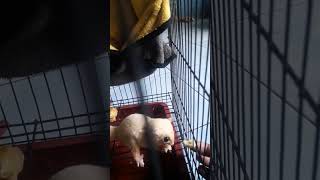 Kasih makan sugar glider leucistic [upl. by Acile384]