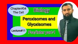 Peroxisomes and Glyoxisomes  1st year Fscinter part 1 biology ch4 lecture in urduhindi [upl. by Kaylil517]