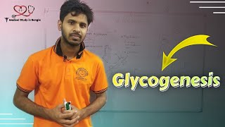 Overview of Glycogenesis in bangla Glycogen synthesis [upl. by Evannia]