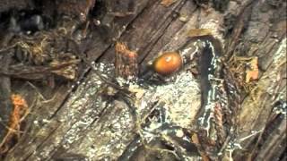 New Zealand flatworm [upl. by Eifos]