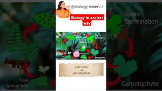 life cycle of pteridophyte I shortsshortsvedio [upl. by Bock]