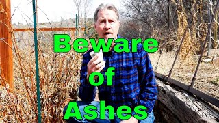 The Problem with Wood Ash in the Garden  Its Not All Good [upl. by Egoreg657]