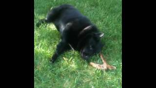 Schipperke Dog Flash guarding his steak bone [upl. by Laekim]