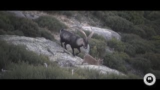 Hunting in Spain  quotStalking Gredos Ibexquot [upl. by Alli]