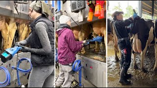 Farm Life Unveiled Farm Girls Care for Calves Milk Cows amp Ride Tractors [upl. by Wurtz]