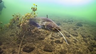 Tauchen Möhnesee 24Juli 2018 Welse Hechte Barsche [upl. by Ycaj]