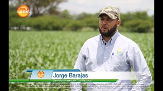 Técnicos y agricultores de maíz nos cuentan su experiencia con Laudis [upl. by Anaya]