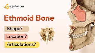 Ethmoid Bone Shape Location and Articulations Anatomy Learning  sqadiacom [upl. by Loraine]