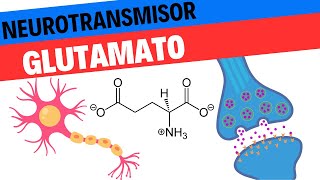 Fisiología del Glutamato Neurociencias 8 [upl. by Naitsirc]