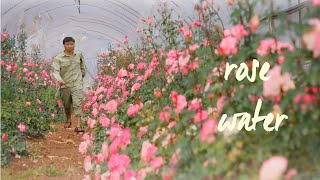 Harvesting roses and making rose water  Toner  Farm Life Vlog [upl. by Breana]