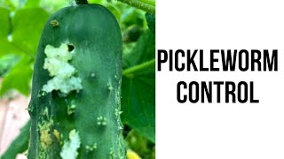 Pickleworm Control [upl. by Avner]