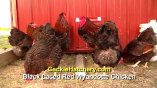 Black Laced Red Wyandotte Chicken  Cackle Hatchery [upl. by Haynes972]