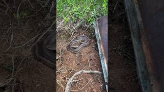 finding a massive corn snake [upl. by Naomi696]