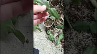 Harvesting Christmas Cactus plant shortvideo subscribers garden [upl. by Harmon979]