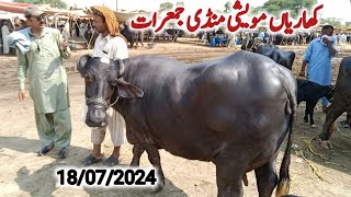 kharian maweshi mandi 18 jul 2024janwarmandi pkShazar Riaz official [upl. by Lleraj]