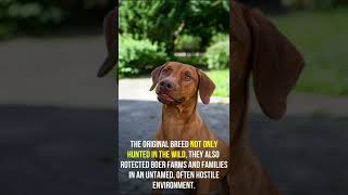 Fun facts about Rhodesian Ridgeback [upl. by Eelirrem]