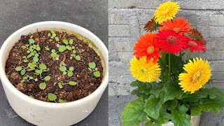 How to breed Gerbera jamesonii flowers with 3 colors on 1 plant [upl. by Aihppa931]