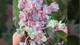 Sedum succulents with names [upl. by Bathulda328]