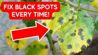 How To Fix Root Rot  No More Black Spots On Rose Leaves [upl. by Parks]