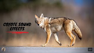 Coyote Sounds Coyote Howling Sounds Coyote Sound Effect Coyotes Howling Coyote Call Sounds [upl. by Scriven617]