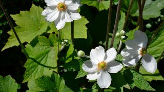 Japanese Anemone Anemone japonica aka Anemone x hybrida [upl. by Ludwigg]