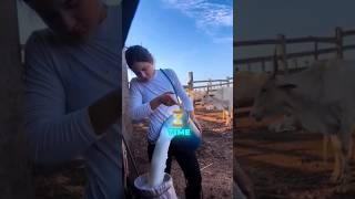 How Cows Are Milked with HighTech Machines From Farm to Market shorts trendingshorts viralvideo [upl. by Zetrauq]