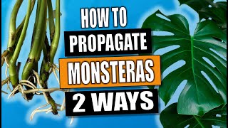 Monstera Propagation 2 Ways to Propagate Monstera Deliciosa [upl. by Rai]