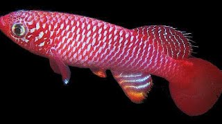 Kisaki Killifish  Nothobranchius Flammicomantis  Care Guide [upl. by Dolan533]