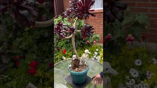 Repotting our spooky Halloween plant the Aeonium Arboreum as it was getting rootbound succulent [upl. by Namsaj765]