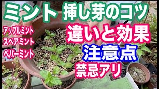 ミントの効果と違いと選び方！挿し芽のコツ！1日目安量や注意点と摂ってはいけない人！効果を逃さないレシピ！ [upl. by Araiek546]