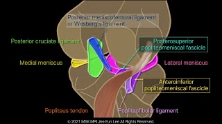 Anatomy16 Overview of the popliteomeniscal fascicles [upl. by Baten526]