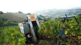 MidWire Cordon Training for Grapevines  Grape Video 7 [upl. by Sascha]