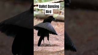 The Most Incredible Mating Dance in the Animal Kingdom animals shorts [upl. by Moffat]