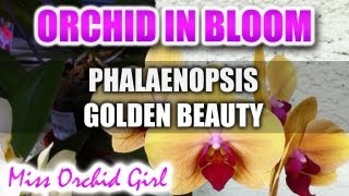 Phalaenopsis Golden Beauty Orchid in full bloom [upl. by Eiger]