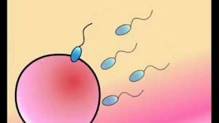 Human Life Cycle [upl. by Airpac]