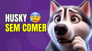 😥Quanto tempo um HUSKY AGUENTA FICAR SEM COMER [upl. by Akim]