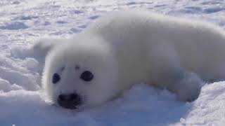 Baby Seal  First Words [upl. by Budd239]