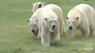 Polar Bear mum and cubs arrive at Yorkshire Wildlife Park [upl. by Azral]