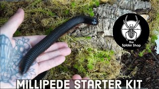 The Spider Shop Bug Starter Kit Millipede set up [upl. by Lladnarc]