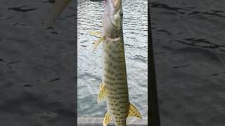 Two Susquehanna Muskies Same Day susquehannariver muskyfishing jetboat [upl. by Grayson]